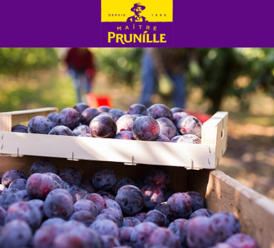 maitre prunille