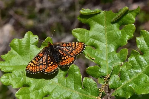 biodiv papillon