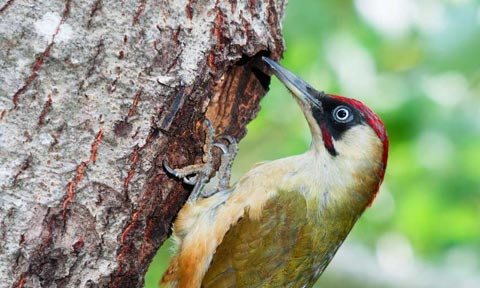 biodiv oiseau